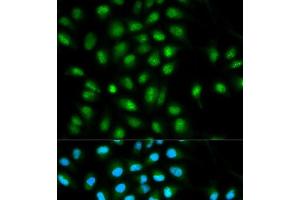 Immunofluorescence analysis of HeLa cells using ASC / TMS1 Polyclonal Antibody