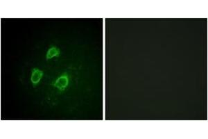 Immunofluorescence (IF) image for anti-Potassium Voltage-Gated Channel, Shab-Related Subfamily, Member 1 (KCNB1) (AA 533-582), (pSer567) antibody (ABIN1531683)