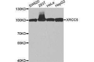 Western blot analysis of extracts of various cell lines, using XRCC5 antibody.