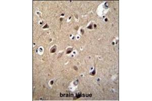 LRTM2 Antibody (C-term) (ABIN655297 and ABIN2844884) immunohistochemistry analysis in formalin fixed and paraffin embedded human brain tissue followed by peroxidase conjugation of the secondary antibody and DAB staining. (LRTM2 Antikörper  (C-Term))