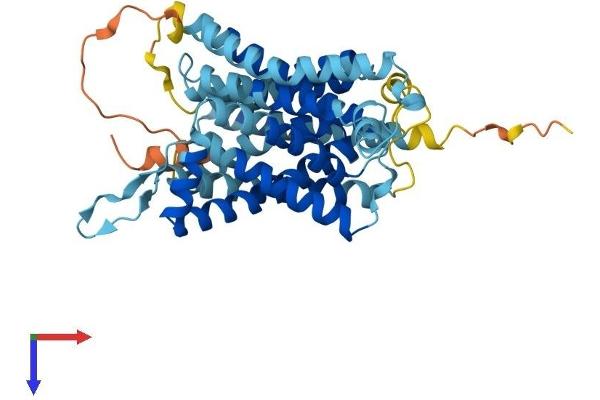 SLC35B2 Protein (AA 1-431) (His tag)