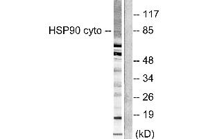 Western blot analysis of extracts from NIH/3T3 cells, using HSP90 cyto antibody (#C0234). (HSP90AA1 Antikörper)