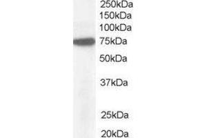 ABIN2564251 (1µg/ml) staining of Hela lysate (35µg protein in RIPA buffer). (NUP85 Antikörper  (C-Term))