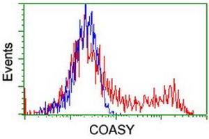 Image no. 2 for anti-CoA Synthase (COASY) antibody (ABIN1497557) (COASY Antikörper)