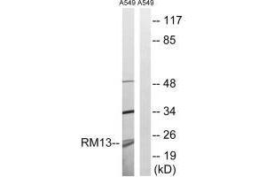 Western blot analysis of extracts from A549 cells, using MRPL13 antibody. (MRPL13 Antikörper  (C-Term))
