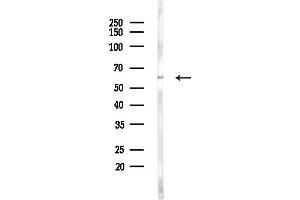anti-Chaperonin Containing TCP1, Subunit 7 (Eta) (CCT7) (Internal Region) antibody