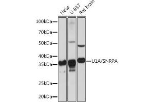 Western blot analysis of extracts of various cell lines, using U1A/SNRPA Rabbit mAb (ABIN1682728, ABIN3017975, ABIN3017976 and ABIN7101553) at 1:1000 dilution.