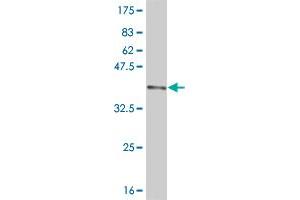 Western Blot detection against Immunogen (36. (DNMBP Antikörper  (AA 491-590))