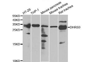 Western blot analysis of extracts of various cell lines, using DHRS9 antibody.