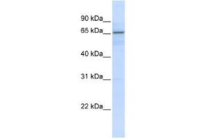 WB Suggested Anti-ZNF256 Antibody Titration:  0.