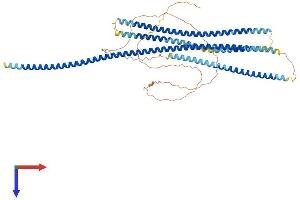 CCDC99 Protein (AA 1-608) (His tag)