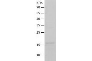 LGALS13 Protein (AA 1-139) (His tag)