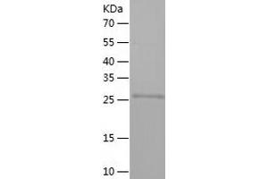 Western Blotting (WB) image for Heme Oxygenase (Decycling) 1 (HMOX1) (AA 1-261) protein (His tag) (ABIN7123291) (HMOX1 Protein (AA 1-261) (His tag))