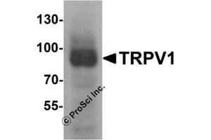 Western Blotting (WB) image for anti-Transient Receptor Potential Cation Channel, Subfamily V, Member 1 (TRPV1) (C-Term) antibody (ABIN1077423) (TRPV1 Antikörper  (C-Term))