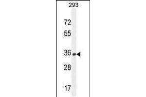 Western blot analysis in 293 cell line lysates (35ug/lane). (OR10H1 Antikörper  (C-Term))