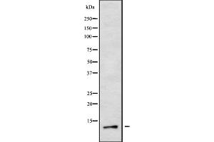 Western blot analysis of COX82 using 293 whole cell lysates (COX8A Antikörper  (Internal Region))