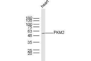 Mouse heart lysates probed with PKM2 Polyclonal Antibody, unconjugated  at 1:300 overnight at 4°C followed by a conjugated secondary antibody at 1:10000 for 60 minutes at 37°C. (PKM2 Antikörper  (AA 255-350))