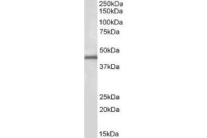 ABIN4902680 (1µg/ml) staining of Human Kidney lysate (35µg protein in RIPA buffer). (IP6K3 Antikörper)