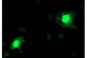 Immunofluorescence (IF) image for anti-N-Acyl Phosphatidylethanolamine phospholipase D (NAPEPLD) antibody (ABIN1499647) (NAPEPLD Antikörper)