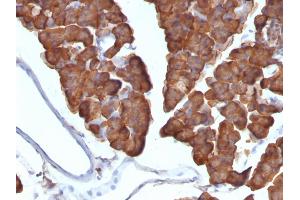 Formalin-fixed, paraffin-embedded Mouse Pancreas stained with ODC1 Monoclonal Antibody (ODC1/487) (ODC1 Antikörper)