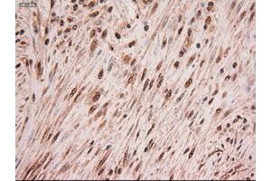 Image no. 2 for anti-Myc Proto-Oncogene protein (MYC) antibody (ABIN1497012) (c-MYC Antikörper)