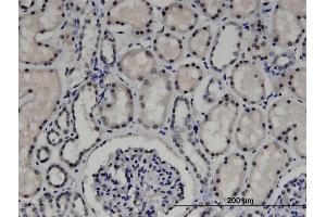 Immunoperoxidase of monoclonal antibody to ZNF266 on formalin-fixed paraffin-embedded human kidney. (ZNF266 Antikörper  (AA 274-346))
