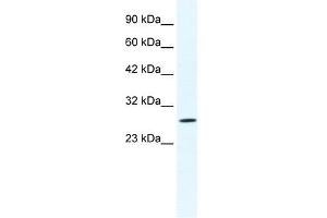 CLIC1 antibody used at 1.