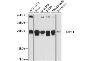 Western blot analysis of extracts of various cell lines, using FKBP14 antibody (ABIN6127902, ABIN6140649, ABIN6140650 and ABIN6217140) at 1:3000 dilution. (FKBP14 Antikörper  (AA 20-211))
