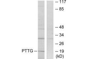 Western blot analysis of extracts from RAW264. (PTTG1IP Antikörper  (C-Term))