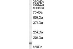 ABIN570922 (1µg/ml) staining of Human Skeletal Muscle lysate (35µg protein in RIPA buffer). (COX4I2 Antikörper  (C-Term))