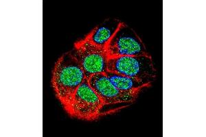 Confocal immunofluorescent analysis of CCD Antibody (N-term) (ABIN655930 and ABIN2845323) with HepG2 cell followed by Alexa Fluor 488-conjugated goat anti-rabbit lgG (green). (CCDC153 Antikörper  (N-Term))