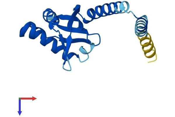POP5 Protein (AA 1-163) (His tag)