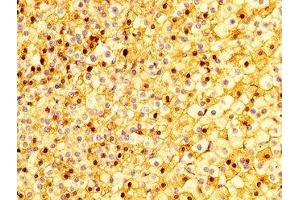 IHC image of ABIN7168797 diluted at 1:300 and staining in paraffin-embedded human adrenal gland tissue performed on a Leica BondTM system.