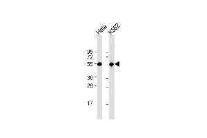 All lanes : Anti-ATP6V1B1 Antibody (Center) at 1:1000 dilution Lane 1: Hela whole cell lysate Lane 2: K562 whole cell lysate Lysates/proteins at 20 μg per lane.