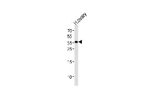 Western blot analysis of lysate from human ovary tissue lysate, using GNRHR Antibody (N-term) (ABIN1539410 and ABIN2849810). (GNRHR Antikörper  (N-Term))