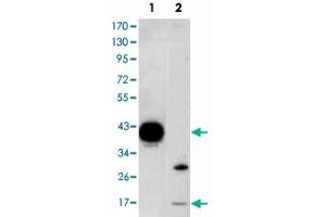 Western blot analysis using FABP2 monoclonal antibody, clone 9A9B7B3  against FABP2-hIgGFc transfected HEK293 (1) cell lysate and LoVo (2) cell lysate. (FABP2 Antikörper)
