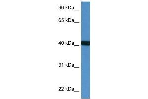 Western Blot showing PTER antibody used at a concentration of 1 ug/ml against Fetal Heart Lysate (PTER Antikörper  (N-Term))