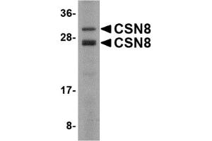 Western Blotting (WB) image for anti-COP9 Signalosome Subunit 8 (COPS8) (C-Term) antibody (ABIN1030346) (COPS8 Antikörper  (C-Term))