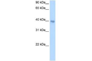 WB Suggested Anti-DLX5 Antibody Titration:  0. (DLX5 Antikörper  (Middle Region))