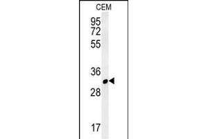 RSRC1 Antibody (Center) (ABIN6243569 and ABIN6577315) western blot analysis in CEM cell line lysates (35 μg/lane). (RSRC1 Antikörper  (AA 139-169))