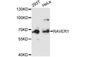 Western blot analysis of extracts of various cell lines, using RAVER1 antibody (ABIN6292264) at 1:3000 dilution. (RAVER1 Antikörper)
