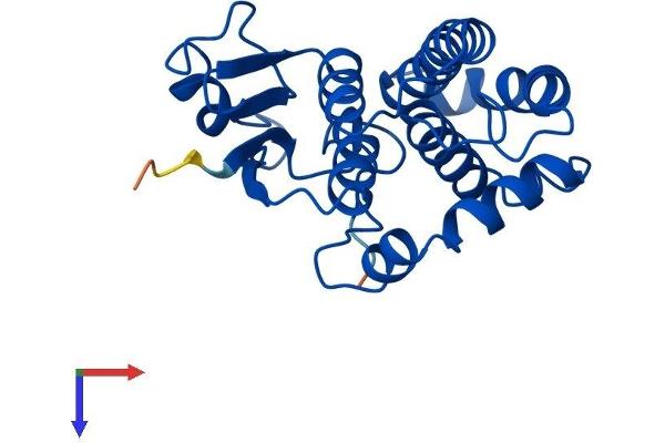 GSTM3 Protein (AA 1-225) (His tag)