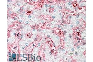 ABIN1590133 (5µg/ml) staining of paraffin embedded Human Liver.