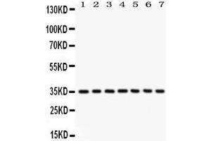 Anti- Caspase-9 Picoband antibody, Western blotting All lanes: Anti Caspase-9  at 0. (Caspase 9 Antikörper  (AA 3-228))