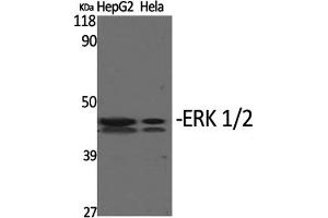 Western Blotting (WB) image for anti-Mitogen-Activated Protein Kinase 1/3 (MAPK1/3) (Thr202) antibody (ABIN5960943) (ERK1/2 Antikörper  (Thr202))