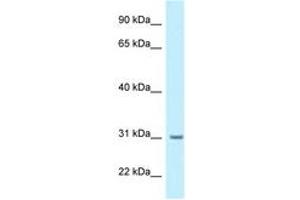 Image no. 1 for anti-Biphenyl Hydrolase-Like (Serine Hydrolase) (BPHL) (AA 34-83) antibody (ABIN6747887) (BPHL Antikörper  (AA 34-83))