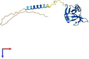 CD69 Protein (CD69) (AA 1-199) (His tag)