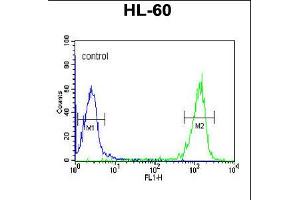 Flow cytometric analysis of HL-60 cells (right histogram) compared to a negative control cell (left histogram). (PATL1 Antikörper  (C-Term))
