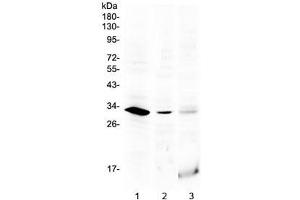 Western blot testing of 1) rat testis, 2) mouse testis and 3) human MCF7 lysate with HOXB1 antibody at 0. (HOXB1 Antikörper  (AA 176-220))