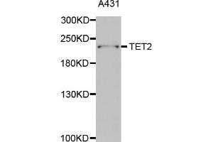 Western blot analysis of extracts of A-431 cells, using TET2 antibody. (TET2 Antikörper)